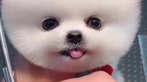 Cute Pomeranian dog Haircut ♥