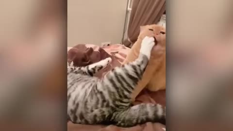 Funny cat video