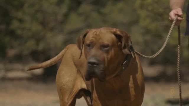 8 Most Strongest Dangerous and Fearless Dog Breeds In HindiUrdu Largest Dog Breeds Pet dogs _1080p