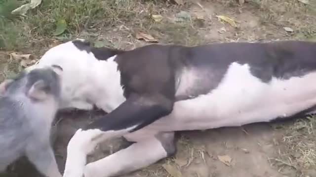 Pig adorably - Cuando Tú Cerdo Cree Que Es Un Pitbull