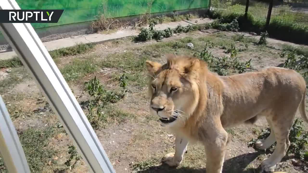 Lion Jumps Into The Safari Tour Bus To Greet Visitors!