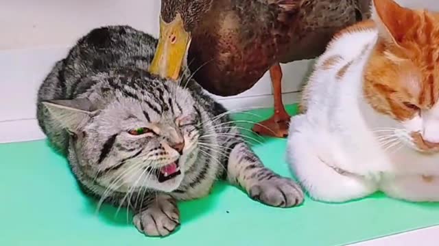 British Shorthair and duck fight, and the cat next to them is helpless