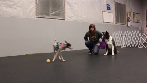 Learn To Have A Well Trained Dog | 1 Of The Smartest Dogs