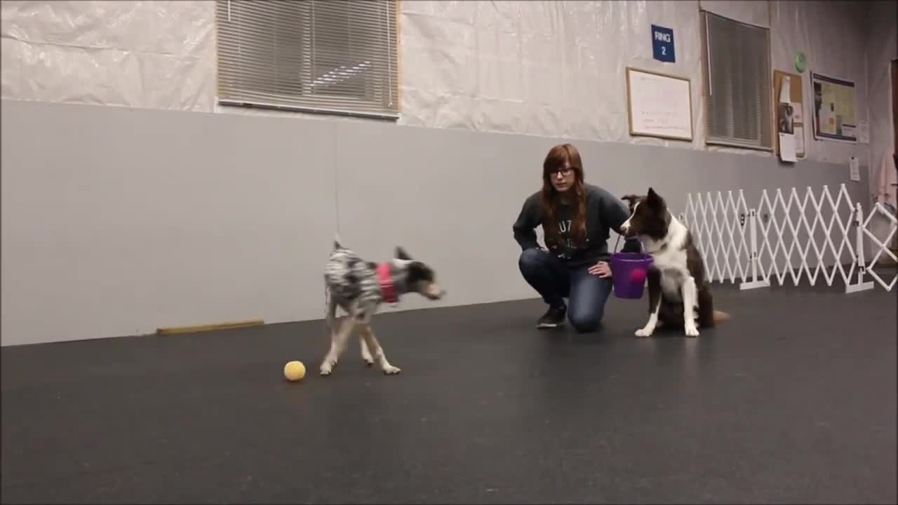 Learn To Have A Well Trained Dog | 1 Of The Smartest Dogs