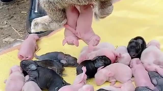 Rabbit #Bunny 😱😱😱😱🤣🤣🤣Funny