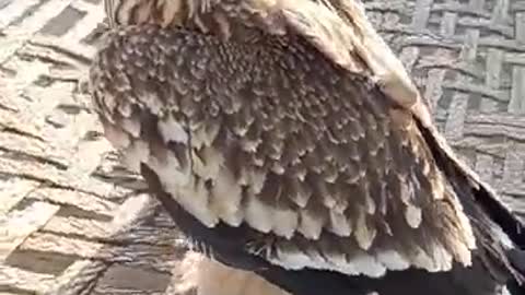 golden eagle#shorts