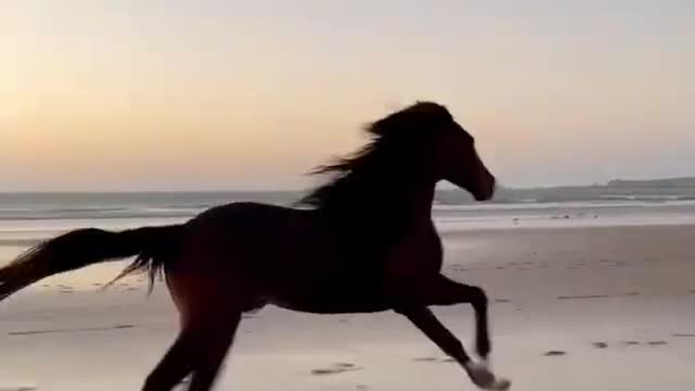 Latest version of the year|Super cool horses2 | Interesting pet dogs and cats