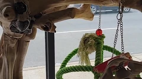 That's A Weird Looking Bird