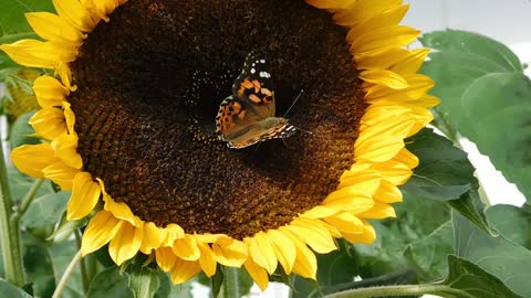 butterfly and sunflower