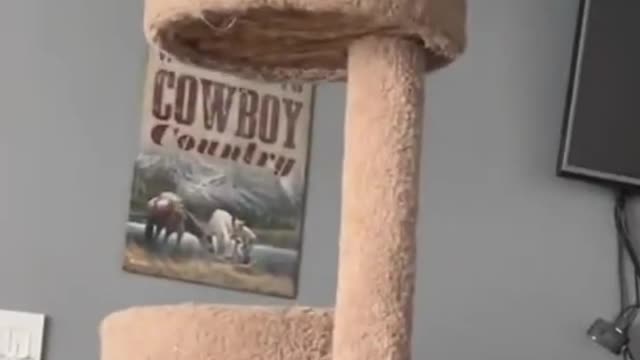 Cat Tower Fail 🐈😂 Animals being funny for 7 seconds straight