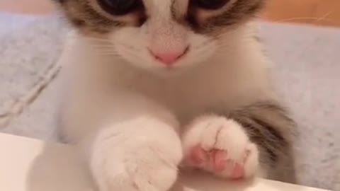 Cute kitten likes its hands