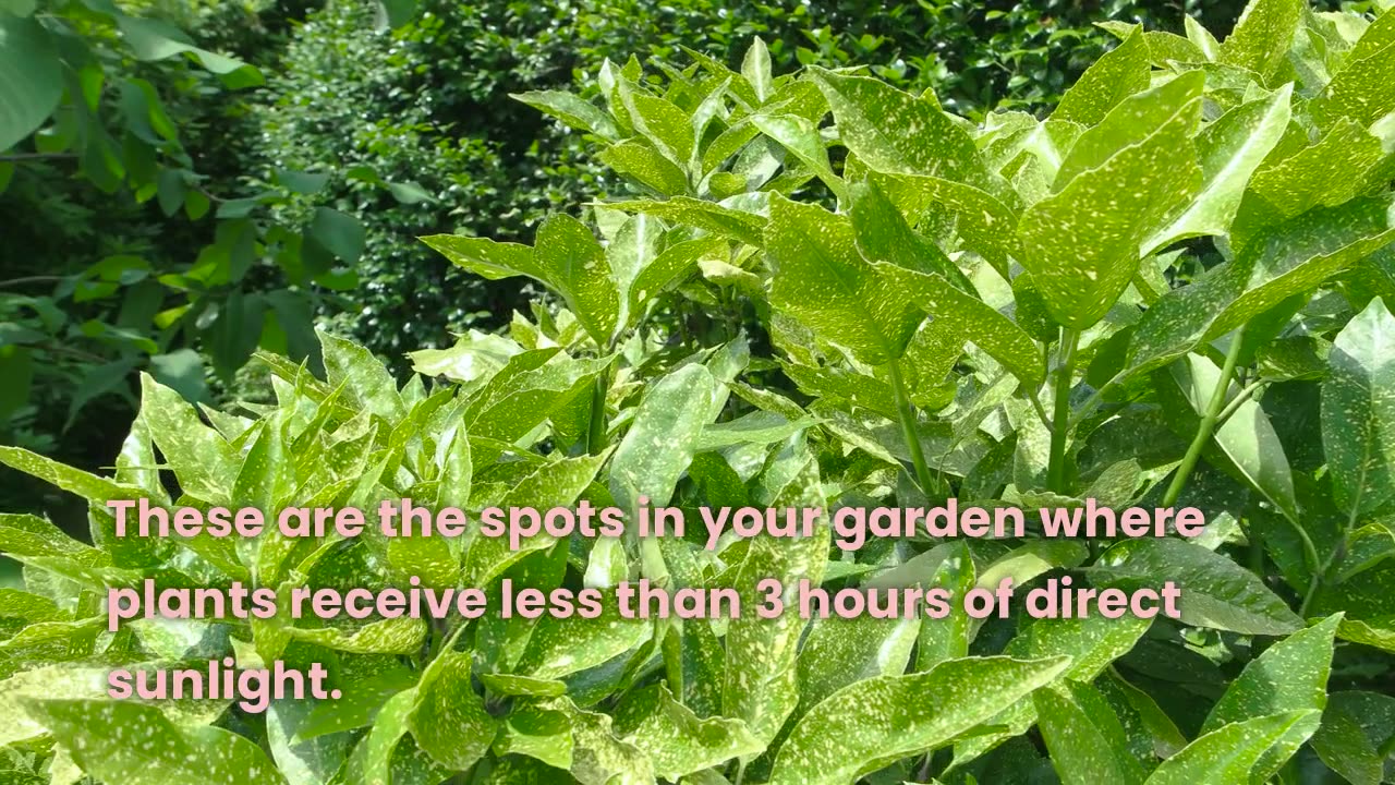 Sunlit Secrets. Unveiling The Power of light In Your Garden.