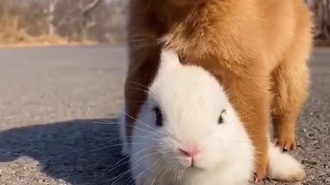 Cute puppy with rabbit
