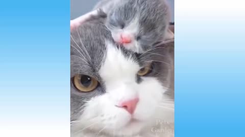 🤣 Funniest 😻 Cats and 🐶 Dogs - Awesome Funny Pet Animals' Life Videos 😇