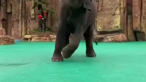 Learn How Dancing Best Cutest And FuNNy Elephants