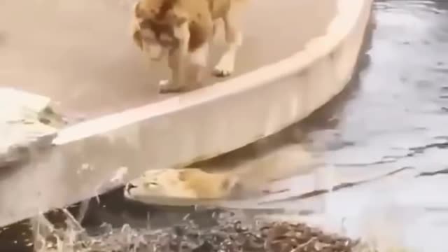 lion accidently fall in water