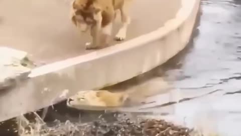 lion accidently fall in water