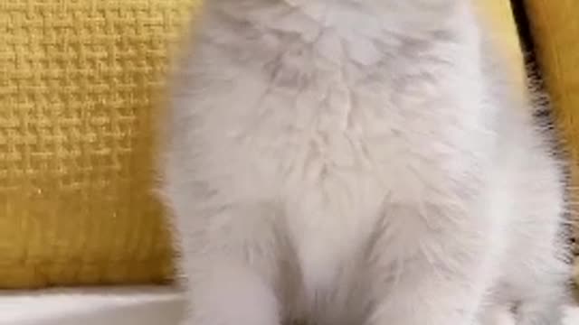 The cat is combing the hair