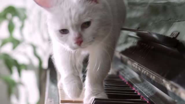 Cats on keys