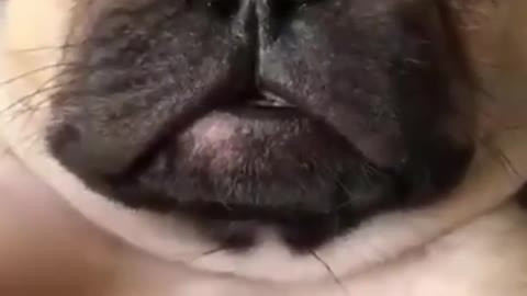 Top Funny Cute Dog Videos