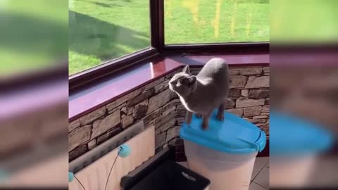 Baby Cats doing funny things