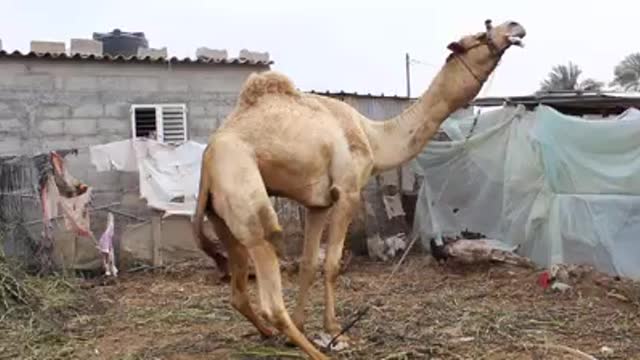 The camel is the ship of the desert