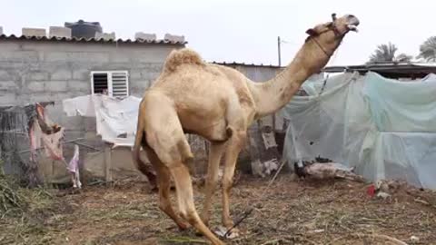 The camel is the ship of the desert