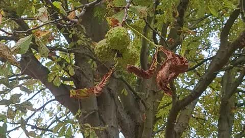 Conkers blowing in the wind 🥰 Nature in the City 🌿