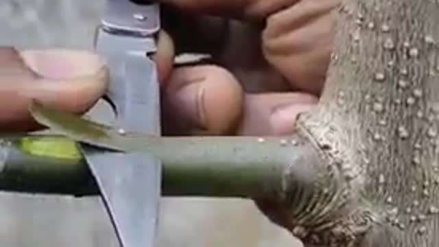 Grafting Techniques