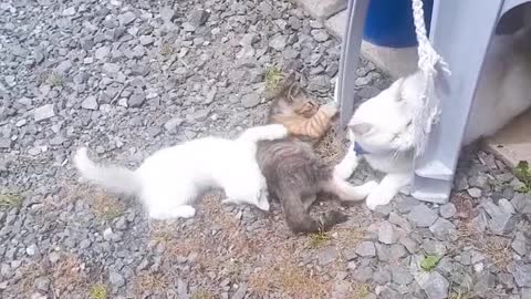 The kittens play together.