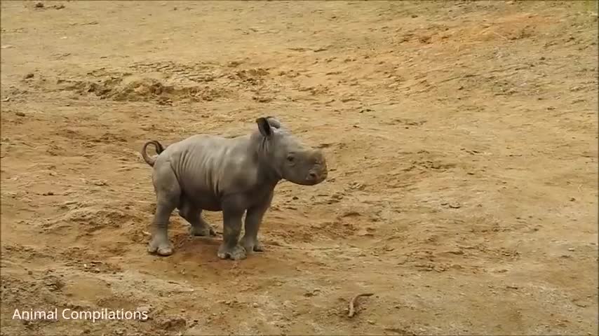 What a cute baby rhino