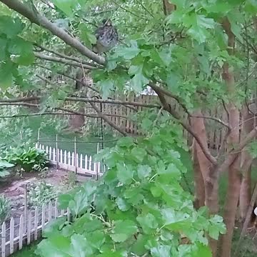 Baby American Robin Vocalizing
