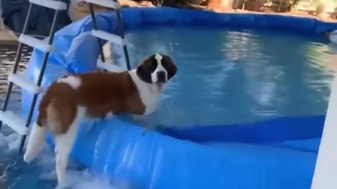 Olha o que esse cachorro fez na piscina