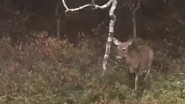 A bunch of deer in the backyard