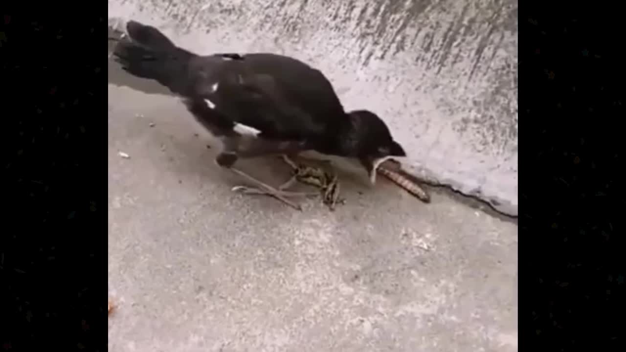 The chicks think that the food will automatically jump into the mouth just like the mother feeds