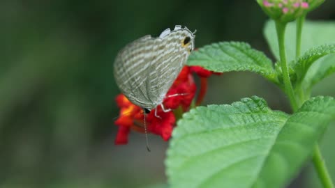 A white butterfly feeding on a flower