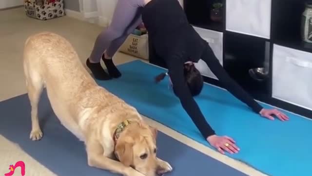 Have You Ever Seen Such A Dog While Doing Yoga?