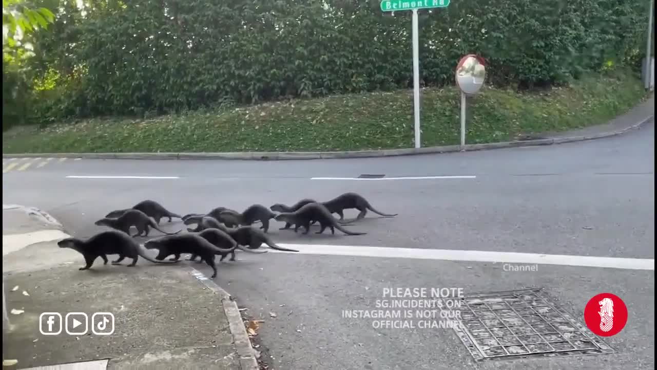 Otters in Singapore Neighborhood