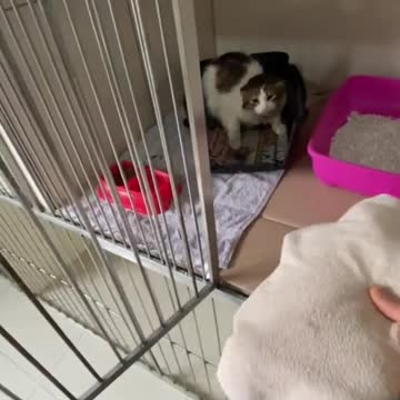 funny|prank|jokes|funny jokes|dad jokes|funny memes|funny video|fun|laughing|funny animal|knock