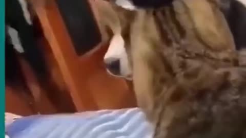 Try not to chuckle :D when I say, "Cats and dogs fighting really hilarious," #shorts.