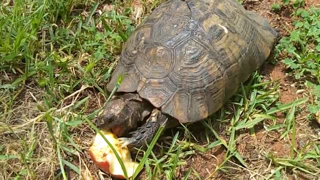 Turtle and Apple