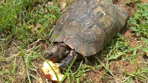 Turtle and Apple