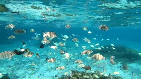 School of fish in Guam