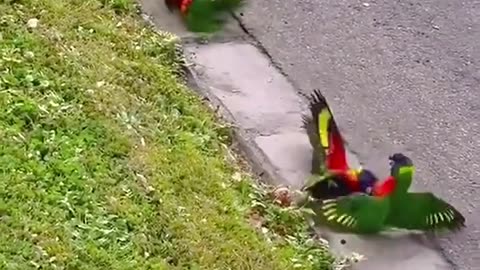Birds fight
