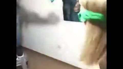 Try not to laugh Oy oy oy oy