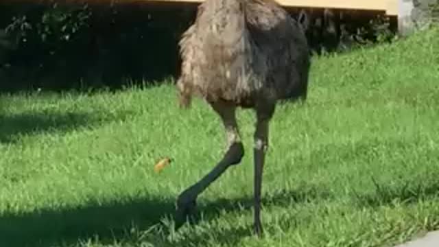 HAPPI Farm Therapeautic Riding