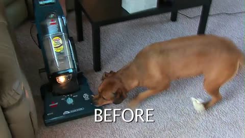 The Keys to a Fantastic Dog! Promo Video for Gentle Dog Training.com