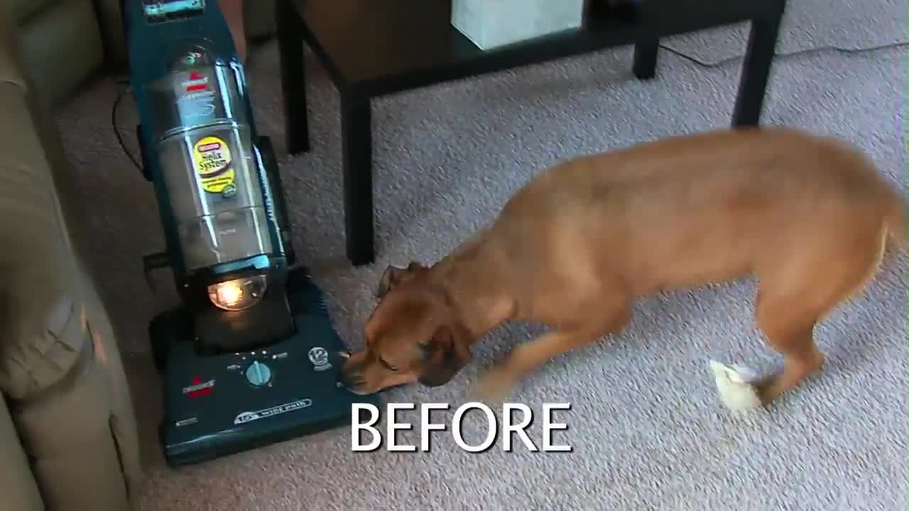 The Keys to a Fantastic Dog! Promo Video for Gentle Dog Training.com
