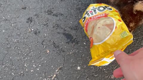 The Cats Out Of The Bag