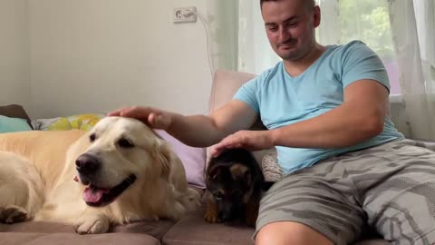 Golden Retriever Meets New German Shepherd Puppy for the First Time!